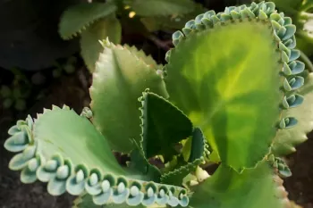 راهنمای کامل نگهداری و پرورش گیاه مقاوم بریوفیلوم