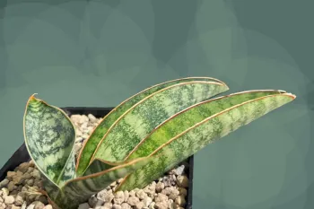 راهنمای کامل نگهداری سانسوریا سیلور مهتابی
