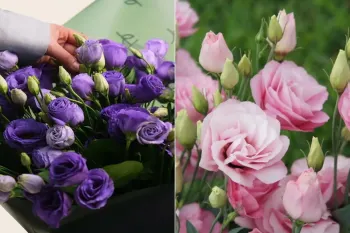 روش نگهداری و کاشت لیسیانتوس (در گلدان یا باغچه)