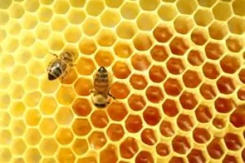 شعر درباره کندو عسل بنام خونه ی شیرین برای کودکان