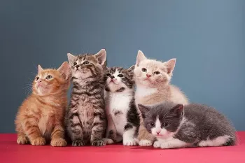 معنی ضرب المثل های معروف با گربه در فرهنگ ایرانی