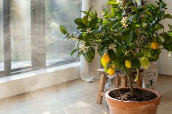 راهنمای کامل نگهداری از درخت لیمو در خانه و آپارتمان