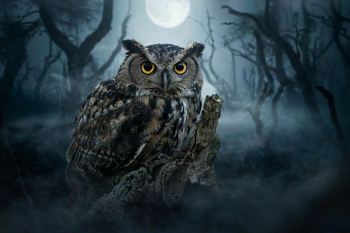 ضرب المثل های ایرانی با جغد؛ نماد شوم و بدشگونی