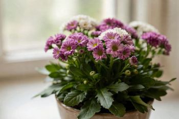 راهنمای کامل نگهداری و پرورش گل سینره