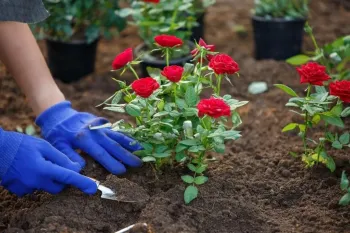 روز جهانی کاشت گل چه روزی است ؟
