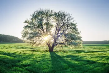 30 عکس از خارق العاده ترین درختانی که تا به حال هیچ جایی ندیدی !
