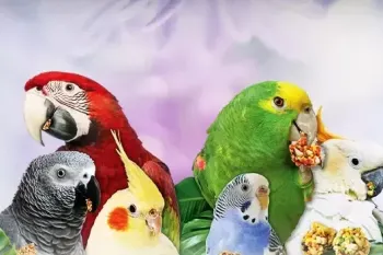 لیست پرندگان زینتی، مناسب برای نگهداری در منزل !