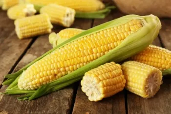 طبع ذرت و خواص شگفت انگیز آن برای سلامتی