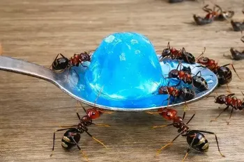 چگونه مورچه ها را فوراً و بدون سم و بدون صرف هیچ هزینه ای از بین ببریم ؟
