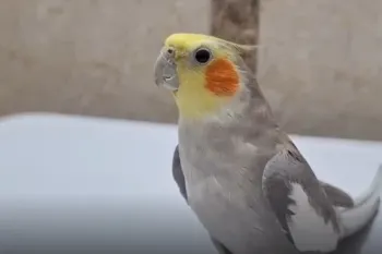 عروس هلندی