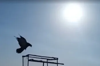 پرواز کبوتر