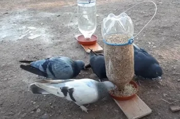 آبخوری و دانخوری
