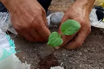 نحوه کاشت بادمجان در باغچه / بادمجان رو با این روش در خانه بکارید