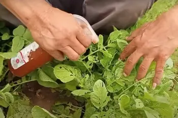 ساخت آفت کش ساده با هزینه ناچیز / آفت کش قوی بسازید