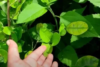 چرا برگ درخت زرد می شود / جلوگیری از زرد شدن برگ درخت