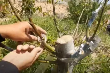 پیوند مجدد گردو به علت عدم گیرایی / چگونه درخت گردو را پیوند بزنیم