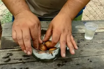 کاشتن گردو با روشی ساده / چگونه گردو بکاریم