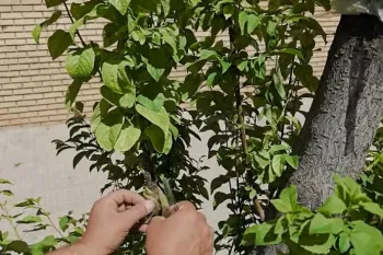 نحوه پیوند زردآلو به روش تاجی و اسکنه / چگونه درخت زردآلو را پیوند بزنیم
