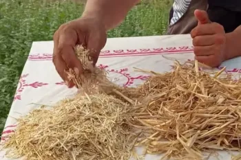 مالچ کردن برای صرفه جویی در آب و تقویت گیاه / فیلم