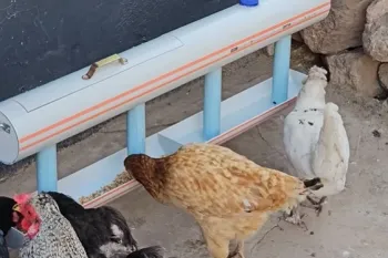 ساخت دانخوری و آبخوری مرغ با لوله پلیکا / فیلم