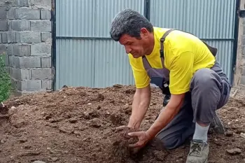 چرا برگ گیاهان زرد می شوند همراه با راه حل / فیلم