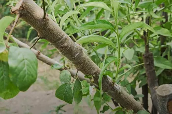 نحوه پیوند شکمی هلو و شلیل به شکلی ساده / پیوند شکمی هلو و شلیل به شکلی درست