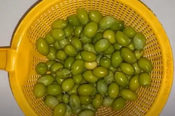 طرز تهیه روغن زیتون خانگی با روش قدیمی ها / دیگر روغن زیتون را از بیرون نخرید!