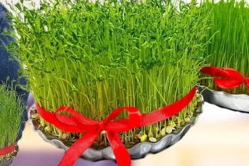 آموزش سبزه عدس و سبزه گندم با تمام نکات مهم سبزه عید نوروز!