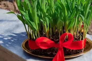 آموزش کاشت سبزه عید نوروز / سبزه ذرت زیباترین سبزه عید