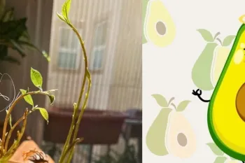 آموزش کاشت اووکادو در منزل!