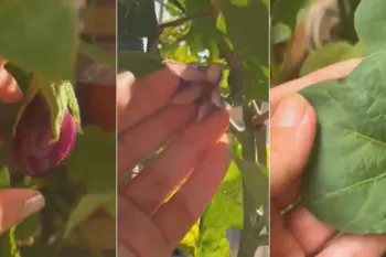 آموزش کاشت بادمجان در خانه باغچه ای ساده و سریع!