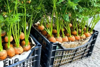 پرورش هویج در جعبه های کوچک سبزیجات!