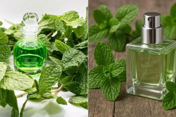 خوشبوترین عطر با بوی نعنا برای آقایان و بانوان؛ معرفی ۱۰ عطر خنک و جذاب