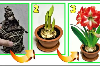 ترفند برای شکوفه های شگفت انگیز گل نسرین یا آماریلیس!