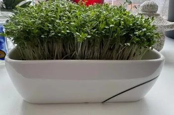 سبزه عید فوری سه روزه با تخم شاهی و قابل خوردن!