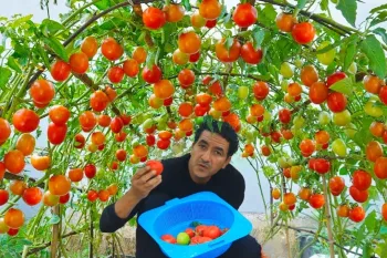 باور نخواهید کرد که چگونه در یک متر مربع گوجه کاشتم و مقدار برداشت غیرمنتظره بود !