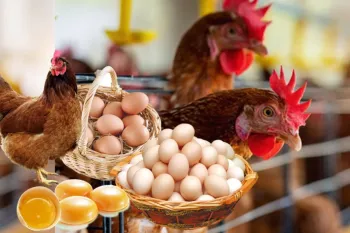 بهترین نژادهای مرغ تخم‌گذار/ کدام یک انتخاب بهتری است؟!