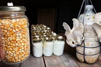 پرورش قارچ در خانه / چگونه میسلیوم را برای همیشه تکثیر کنیم!