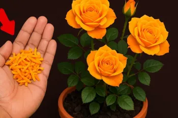 فقط با پوست پرتقال/ من در تکثیر گل رز با این روش موفق شدم!