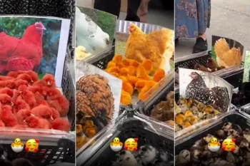مادر رو ببین جوجه رو بگیر / از روی عکس انتخاب کن چه نژادی رو بخری!