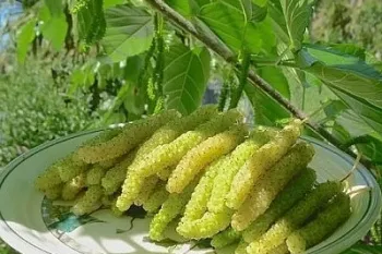 آموزش پیوند درخت توت با سه روش اصلی و کاربردی برای بیشتر درختان!