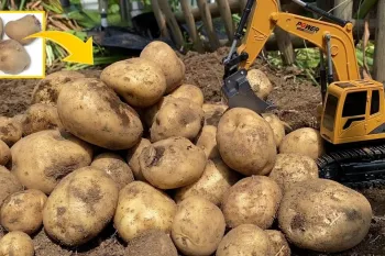 چگونه می توان با سیب زمینی های خریداری شده از فروشگاه، ۲۰ برابر سیب زمینی بیشتری درست کرد!