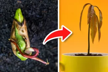 ۵ ترفند برای جوانه زدن فوق سریع انبه!
