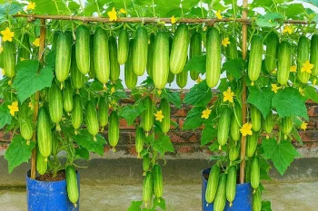 باغبانی در گلدان/ خیارهایی با رشد سریع و بازدهی بالا!
