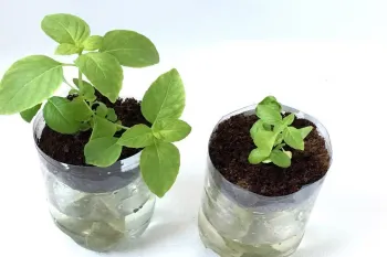 پرورش گیاه به روش هیدروپونیک در یک بطری نوشابه دو لیتری ! (پروژه علمی)
