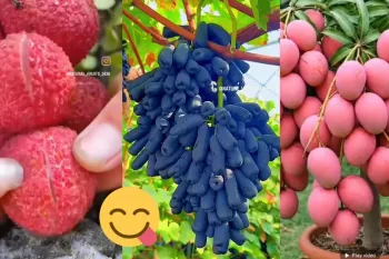 برش خوشمزه میوه های تازه / کلیپ میوه های خوشمزه!