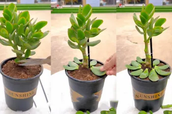 تسلط بر مراقبت از گیاهان ساکولنت / نکات آسان برای مبتدیان!