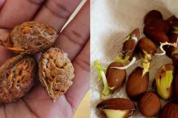 نحوه جوانه زدن بذر هلو در خانه بدون لایه بندی سرد!