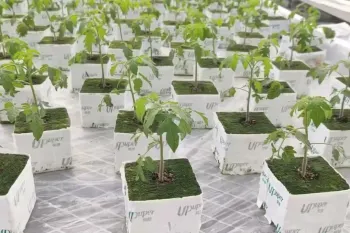 چگونه گوجه فرنگی در گلخانه مدرن با استفاده از بسترهای هیدروپونیک پرورش داده می شود؟