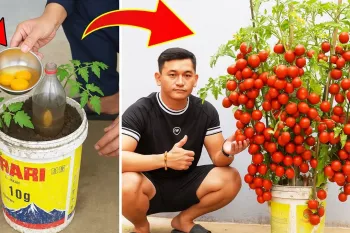 باغچه سطلی دست ساز / با ته مانده های غذا کلی گوجه فرنگی پرورش دهید!